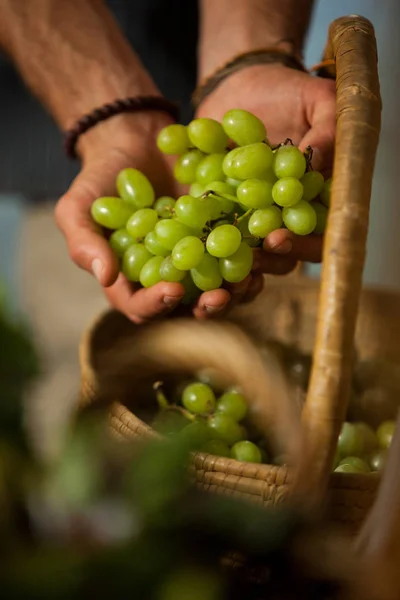 Mano de uvas macho en sección orgánica — Foto de Stock