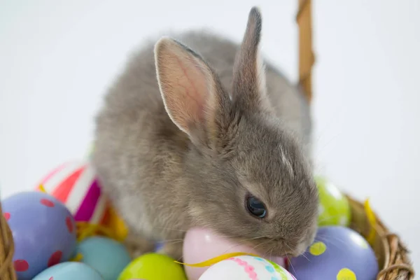 Kurv med påskeegg og påskehare – stockfoto