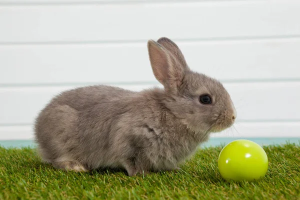 Huevo de Pascua verde y conejo de Pascua sentado en la hierba —  Fotos de Stock