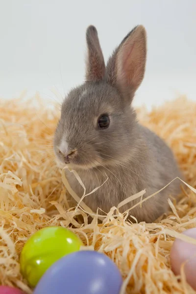 Ostereier und Osterhase im Nest — Stockfoto