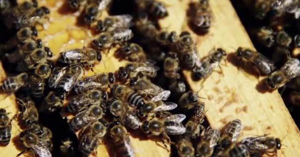 Close-up van honing honingbij frames bedekt met bijen — Stockvideo