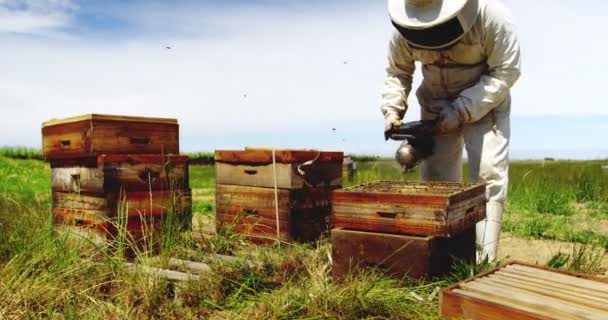 Imker raucht die Wabe eines Bienenstocks mit einem Bienenstock-Raucher — Stockvideo