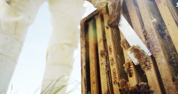 Apicultor quitando cera de abeja de la colmena — Vídeos de Stock