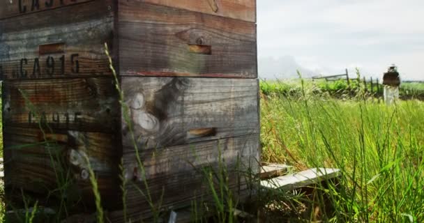 Male beekeeper carrying honeycomb box — Stock Video