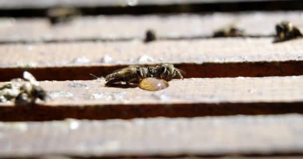 Крупный план медоносных пчел, питающихся медом — стоковое видео