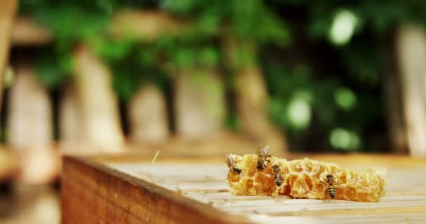 Abejas en un pedazo de panal fresco — Vídeos de Stock