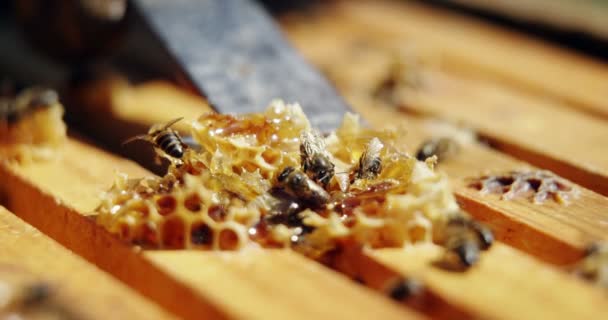 Biodlaren ur bikupa i bigården honeycomb — Stockvideo