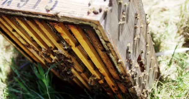 Primer plano de la caja de abejas de miel cubierta con abejas — Vídeos de Stock