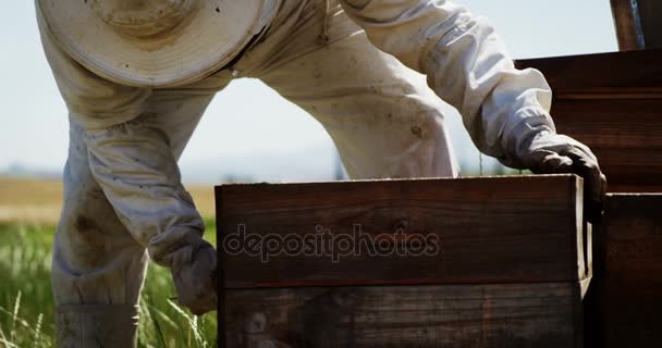 Apicultor quitando un marco de miel de la colmena — Vídeos de Stock