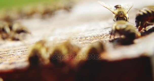 Primo piano di cornici di api mellifere ricoperte di api — Video Stock
