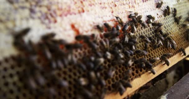 Close-up of honey bee frame covered with bees — Stock Video