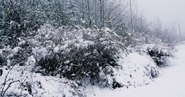 Camino cubierto de nieve con exuberante — Vídeos de Stock