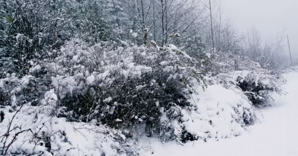 Chemin enneigé avec luxuriante — Video