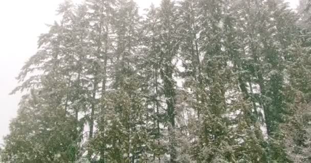 Bomen bedekt met sneeuw in de winter — Stockvideo