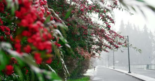 Snow falling on red berry tree during winter — Stock Video