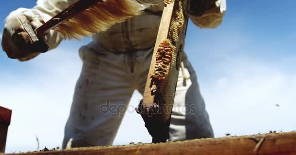 Apicultor removendo abelhas da colmeia usando um pincel — Vídeo de Stock