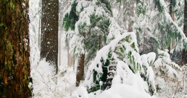 Bomen bedekt met sneeuw — Stockvideo