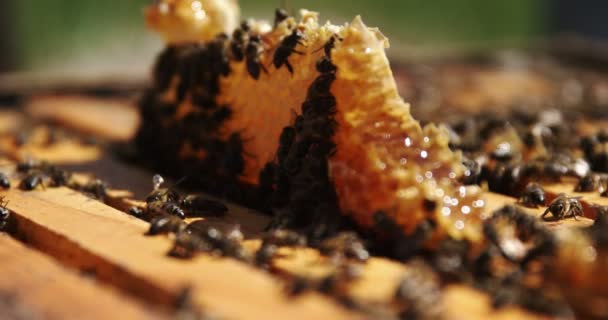 Primer plano del marco de abejas cubiertas de abejas — Vídeos de Stock