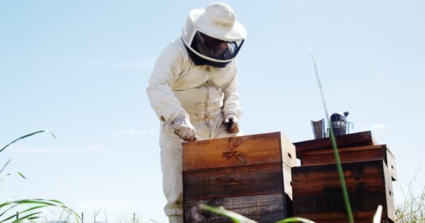 Imker begutachtet Bienenstock — Stockvideo