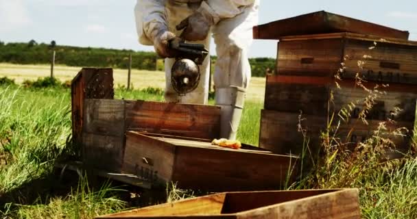 Beekeeper smoking the bees away from hive — Stock Video