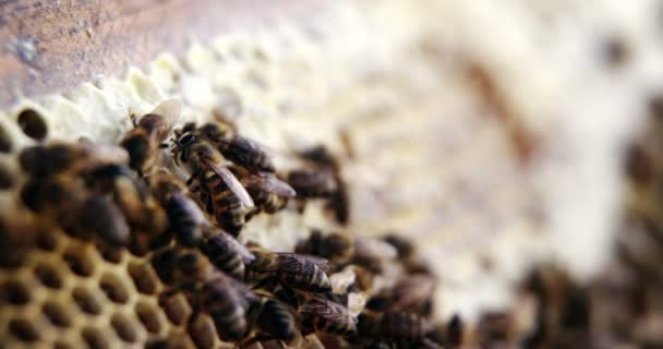 Zbliżenie: honey bee ramka pokryte pszczołami — Wideo stockowe