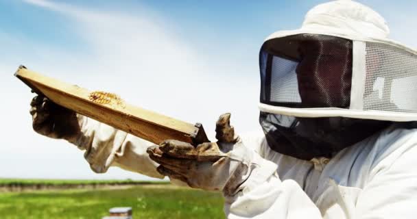 Пчеловод собирает мед — стоковое видео