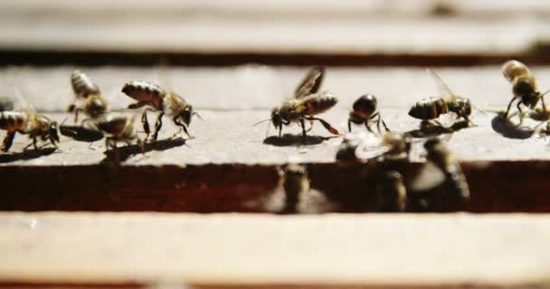 Close-up of honey bees feeding on honeycomb box — Stock Video