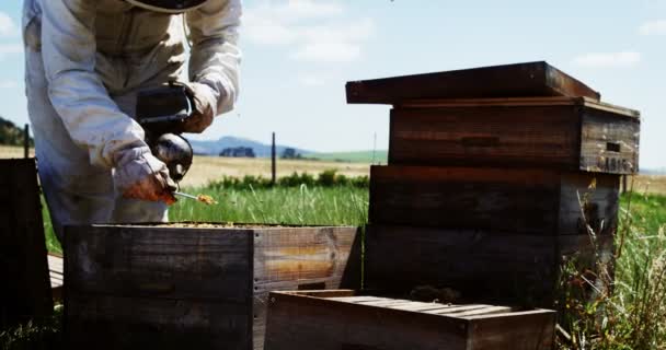 Imker begutachtet Bienenstock — Stockvideo