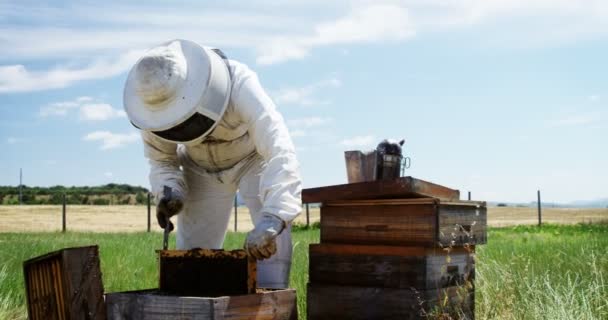 Beekeeper removing honeycomb from beehive in apiary — Stock Video