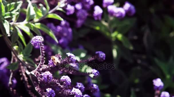 Honungsbiet att samla in en nektar från blomman — Stockvideo