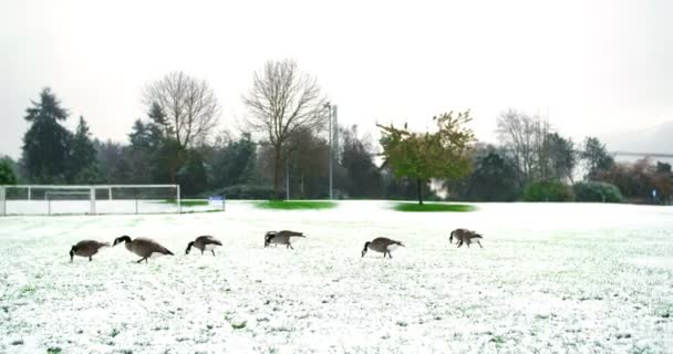 Anatre da foraggio sul parco innevato — Video Stock