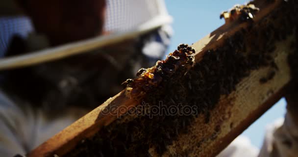 Beekeeper examining hive frame — Stock Video