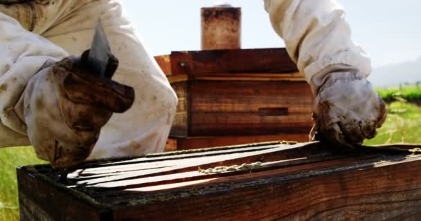 Apiculteur enlevant un cadre de miel de la ruche — Video