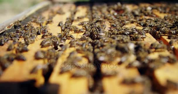 Крупним планом медові рами бджіл покриті бджолами — стокове відео