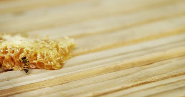 Abelhas em um pedaço de favo de mel fresco — Vídeo de Stock
