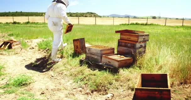 Pszczelarz pracujący w pasiece — Wideo stockowe