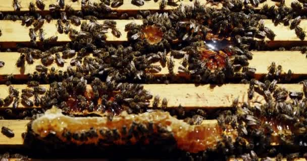 Крупный план пчелиной рамы, покрытой пчелами — стоковое видео