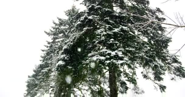 Stromy pod sněhem v zimě — Stock video