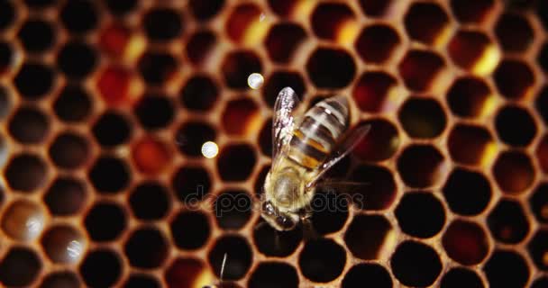 Пчелы в улье на сотах — стоковое видео