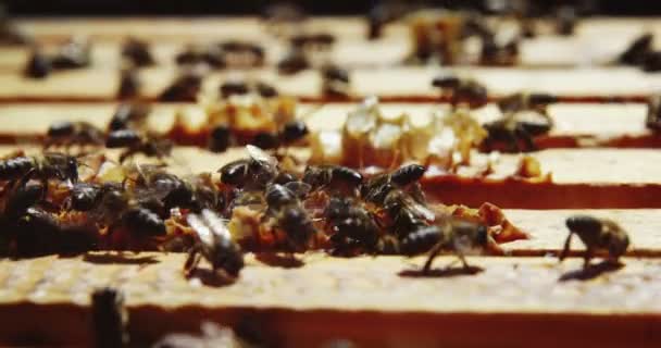 Nahaufnahme von mit Bienen bedeckten Honigbienenrahmen — Stockvideo