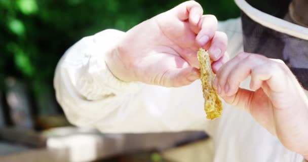 Beekeeper holding a piece of fresh honeycomb — Stock Video