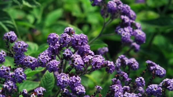 Honey Bee flying near flower — Stock Video