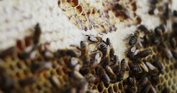 Közeli kép a mézelő méh keret hatálya alá tartozó, a méhek — Stock videók