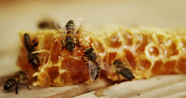 Abeilles sur un morceau de nid d'abeille frais — Video