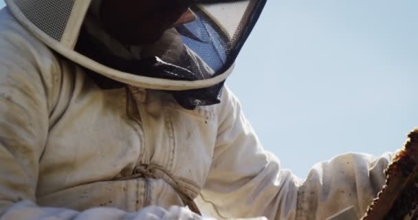 Пчеловод рассматривает раму улья — стоковое видео