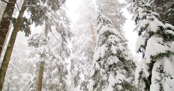 Bomen bedekt met sneeuw in de winter — Stockvideo