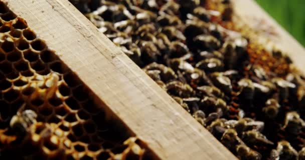 Bal arı çerçeve Close-Up arılarla kaplı — Stok video