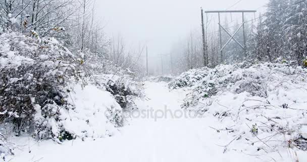 Camino cubierto de nieve con exuberante — Vídeos de Stock