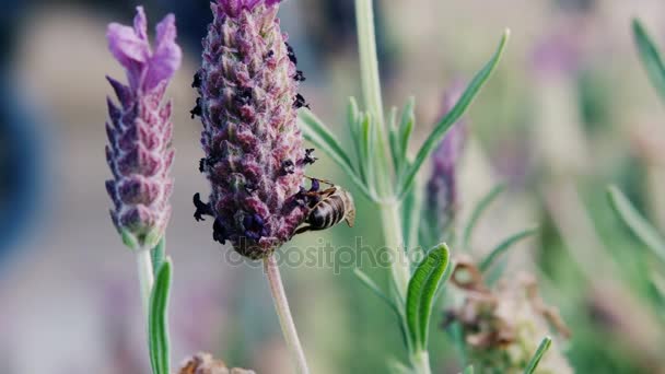 Honey bee collecting a nectar from flower — Stock Video