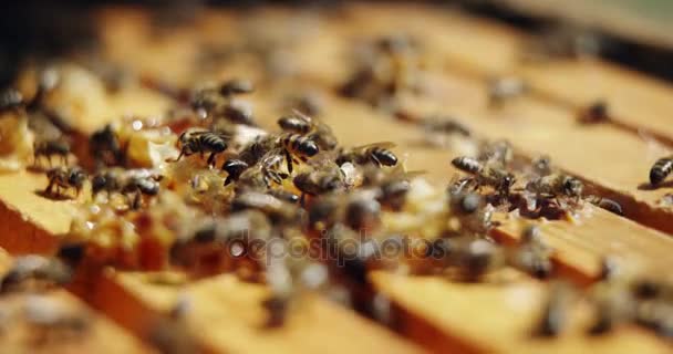 Primer plano del marco de abejas cubiertas de abejas — Vídeos de Stock